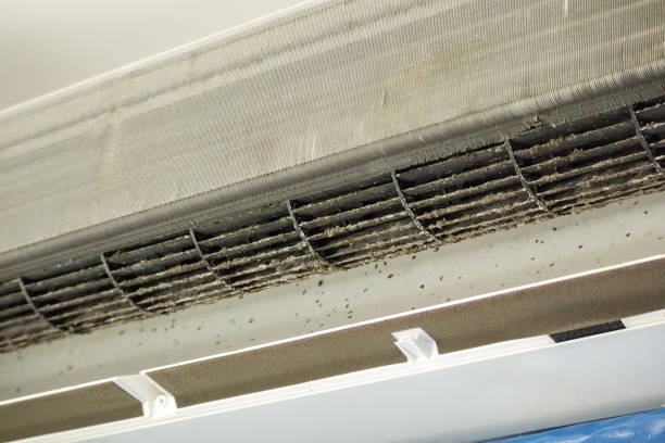 Best Air Duct Mold Removal  in Zellwood, FL